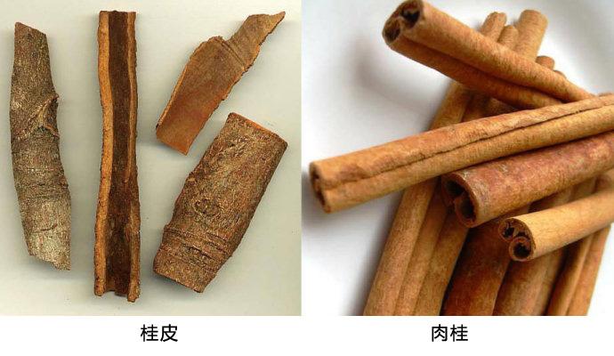 肉桂和桂皮的区别是什么（肉桂与桂皮的区别）
