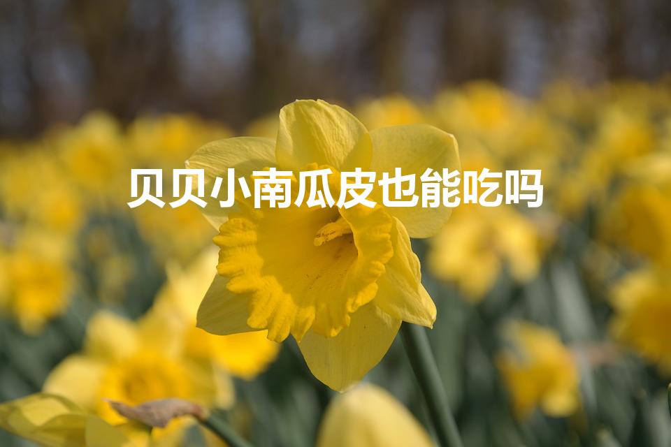 贝贝小南瓜皮也能吃吗（贝贝小南瓜的瓜皮可以吃吗）